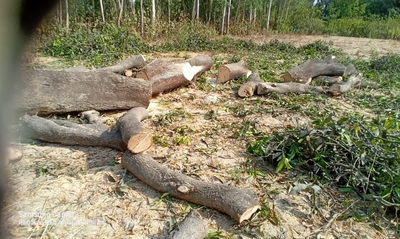 अटरिया, क्षेत्र में फैला प्रतिबंधित पेड़ कटान का मकड़ जाल मलाई काट रहे जिम्मेदार